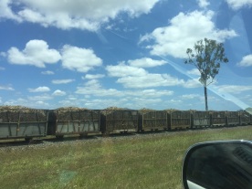 sugarcane train