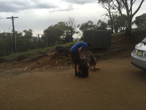 Roo inspecting the rubbish